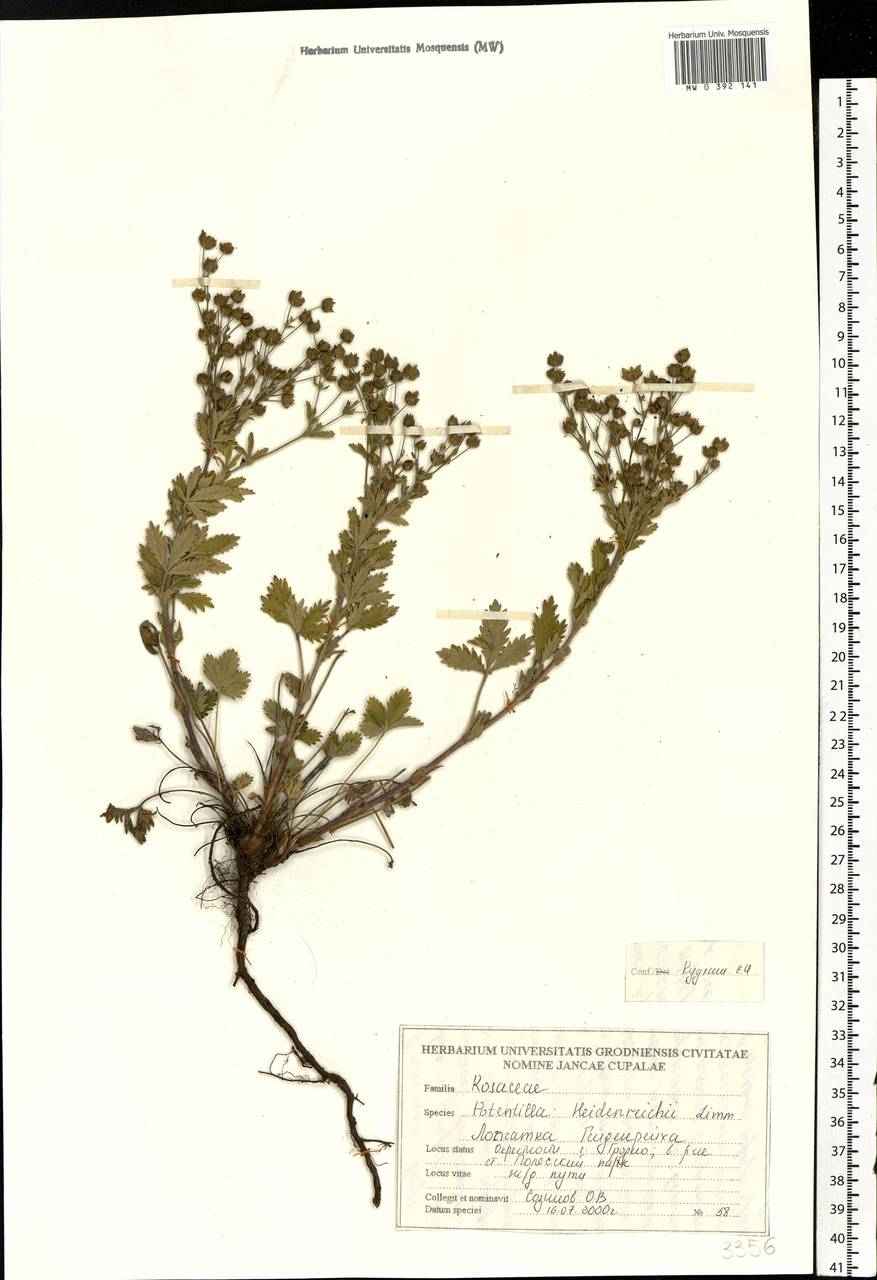 Potentilla intermedia L., Eastern Europe, Belarus (E3a) (Belarus)