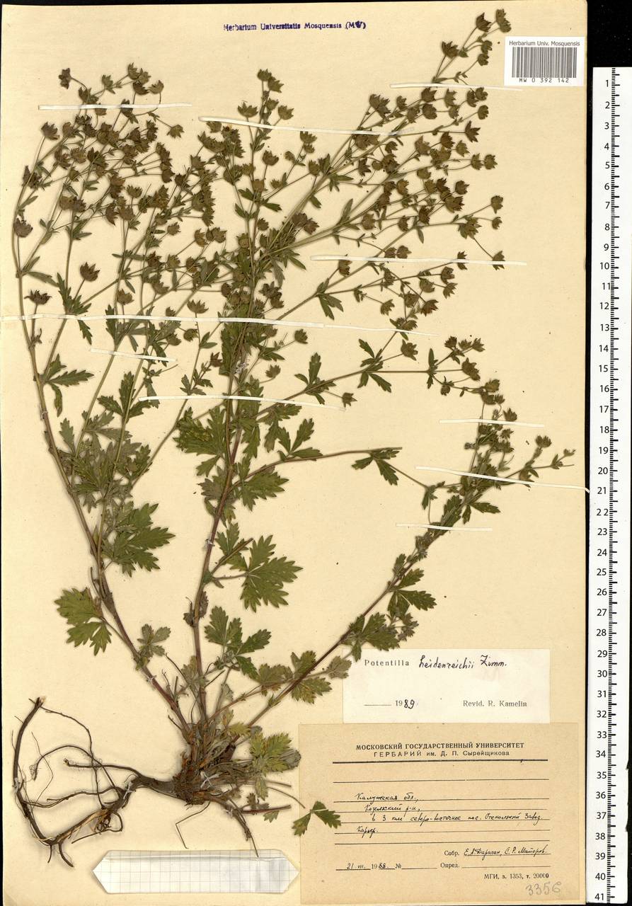 Potentilla intermedia L., Eastern Europe, Central region (E4) (Russia)