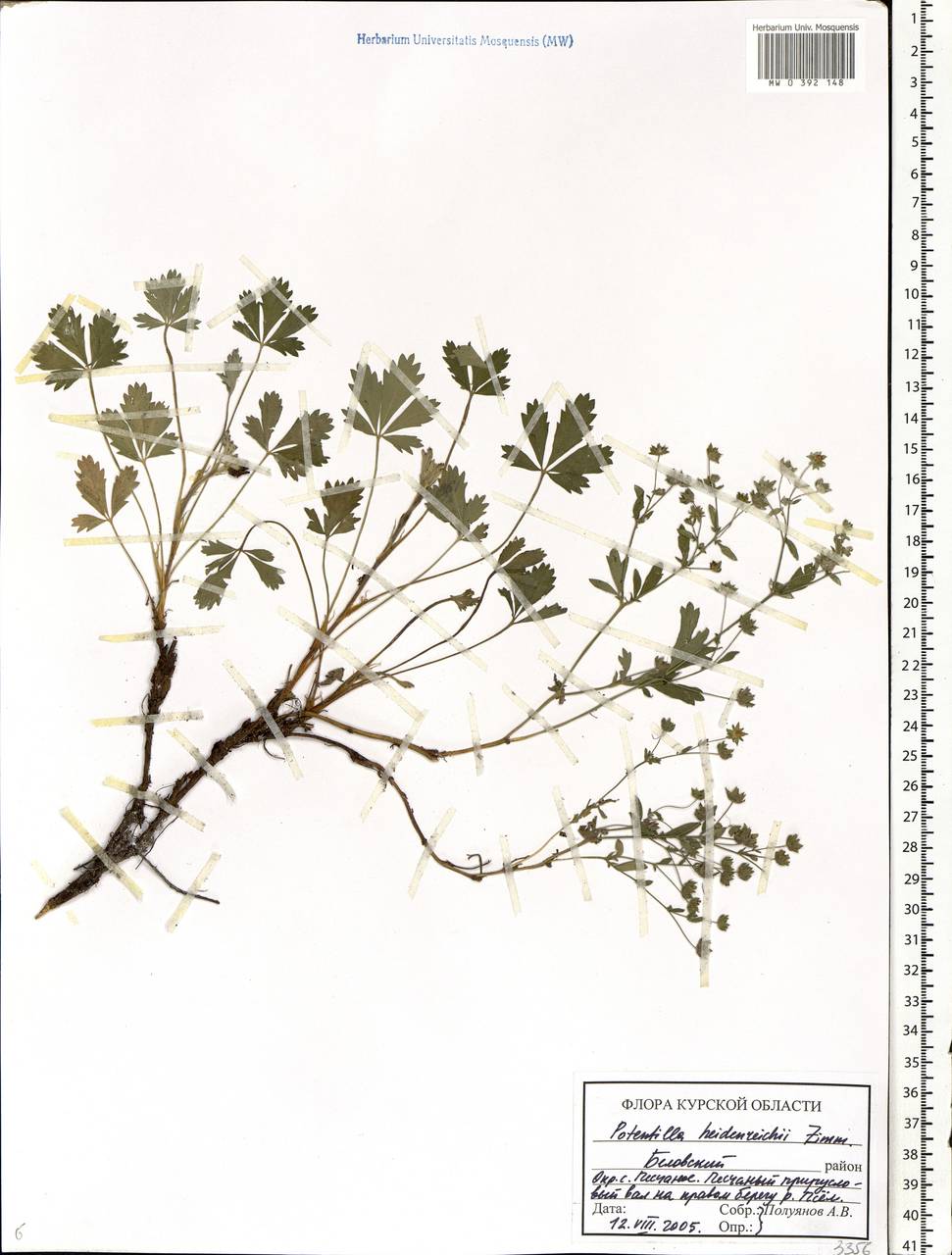 Potentilla intermedia L., Eastern Europe, Central forest-and-steppe region (E6) (Russia)