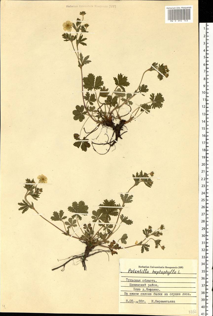 Potentilla heptaphylla L., Eastern Europe, Central region (E4) (Russia)