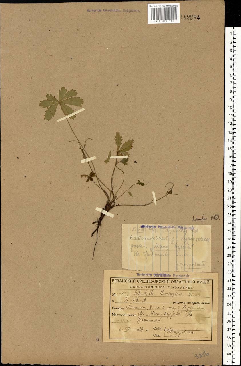 Potentilla heptaphylla L., Eastern Europe, Central region (E4) (Russia)