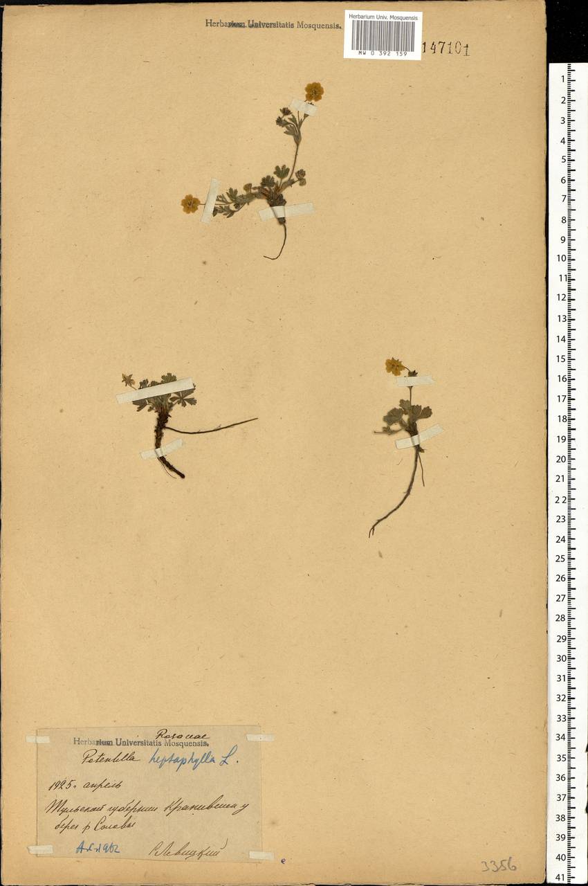 Potentilla heptaphylla L., Eastern Europe, Central region (E4) (Russia)