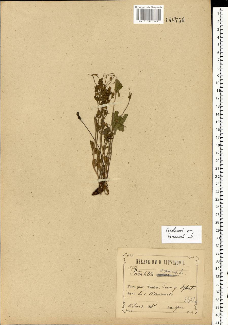 Potentilla heptaphylla L., Eastern Europe, Central region (E4) (Russia)