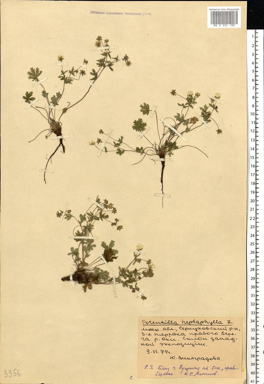 Potentilla heptaphylla L., Eastern Europe, Moscow region (E4a) (Russia)
