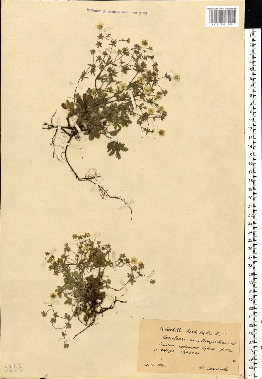 Potentilla heptaphylla L., Eastern Europe, Moscow region (E4a) (Russia)