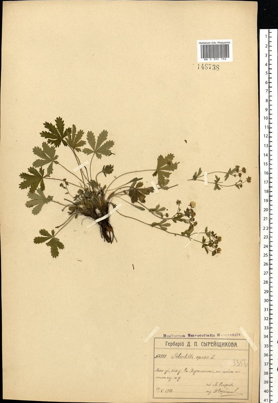 Potentilla heptaphylla L., Eastern Europe, Moscow region (E4a) (Russia)