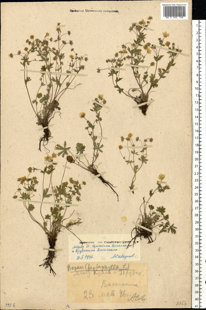 Potentilla heptaphylla L., Eastern Europe, Moscow region (E4a) (Russia)