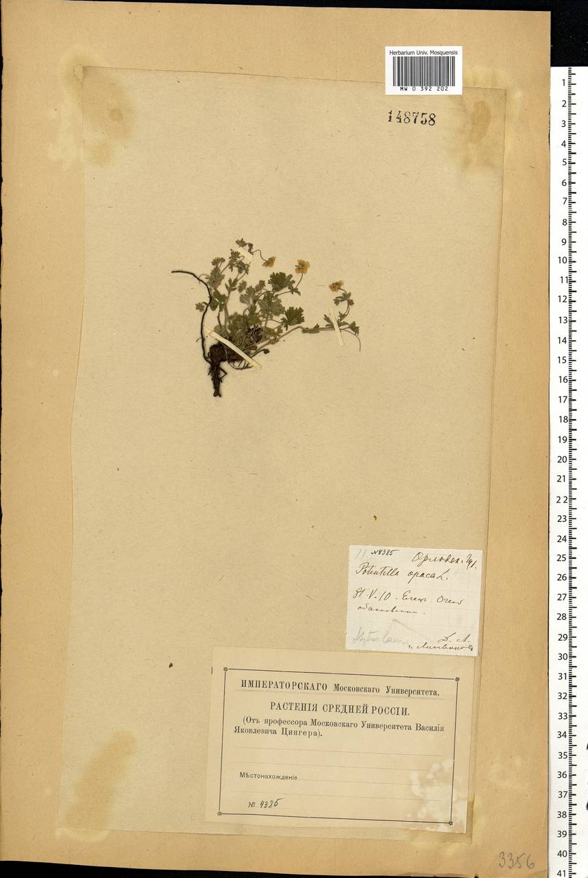Potentilla heptaphylla L., Eastern Europe, Central forest-and-steppe region (E6) (Russia)