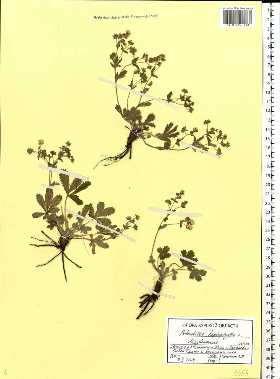 Potentilla heptaphylla L., Eastern Europe, Central forest-and-steppe region (E6) (Russia)