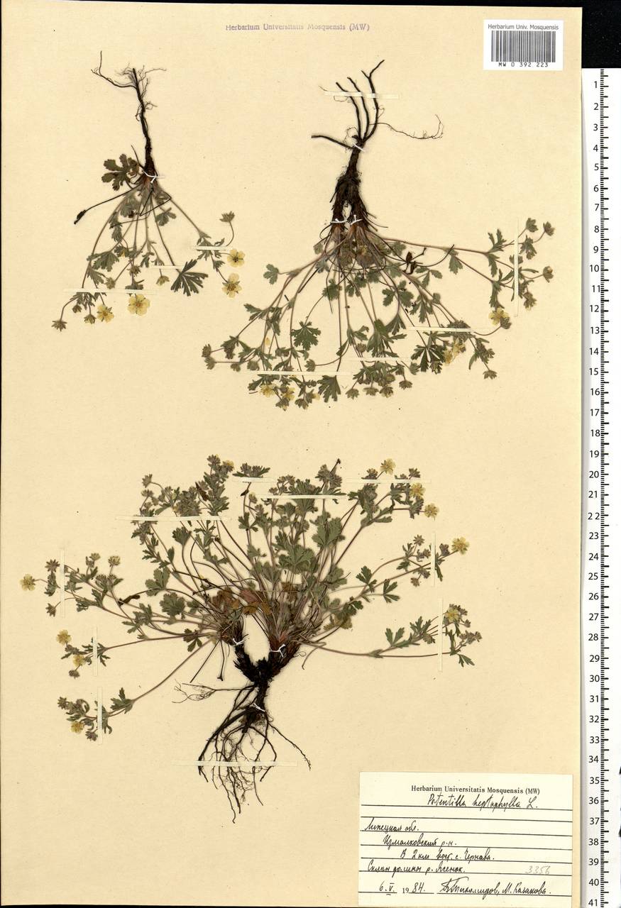 Potentilla heptaphylla L., Eastern Europe, Central forest-and-steppe region (E6) (Russia)