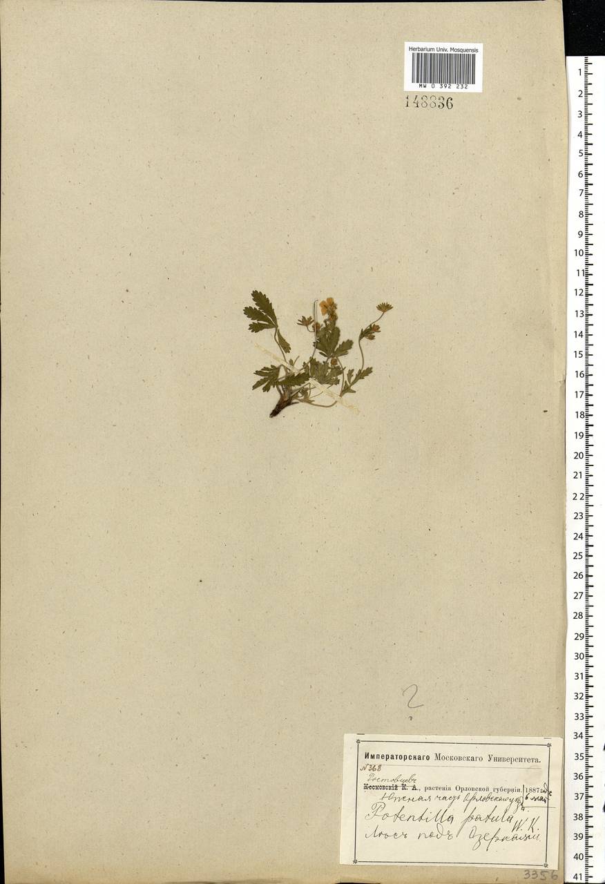 Potentilla heptaphylla L., Eastern Europe, Central forest-and-steppe region (E6) (Russia)