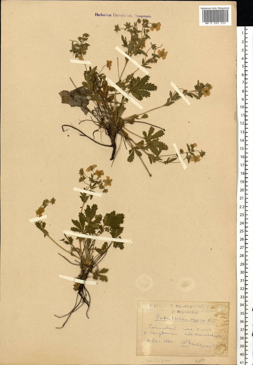 Potentilla heptaphylla L., Eastern Europe, Central forest-and-steppe region (E6) (Russia)