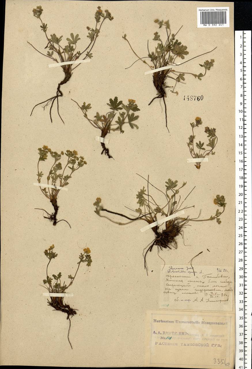 Potentilla heptaphylla L., Eastern Europe, Central forest-and-steppe region (E6) (Russia)