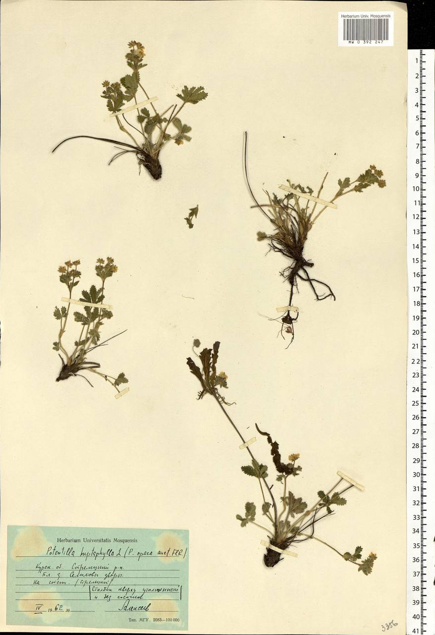 Potentilla heptaphylla L., Eastern Europe, Central forest-and-steppe region (E6) (Russia)