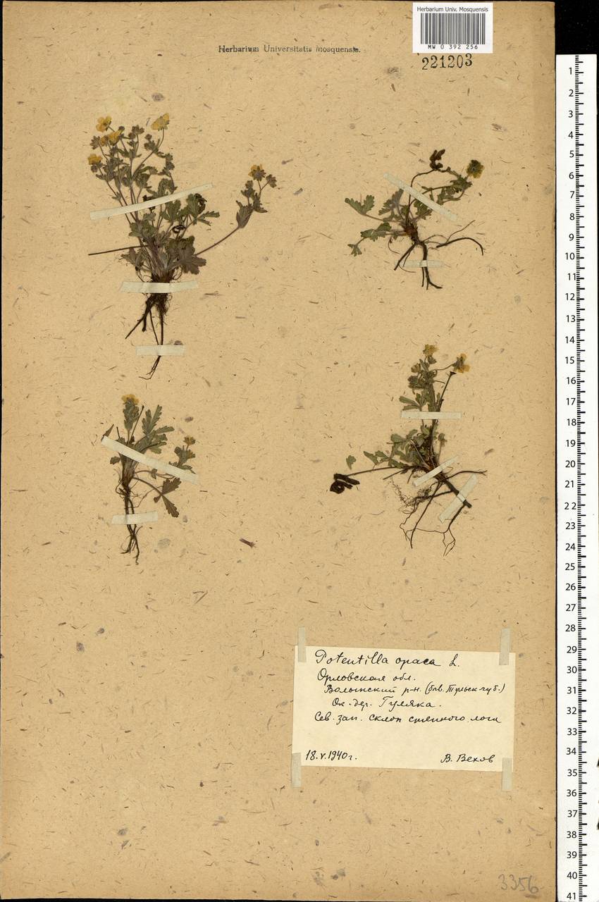 Potentilla heptaphylla L., Eastern Europe, Central forest-and-steppe region (E6) (Russia)