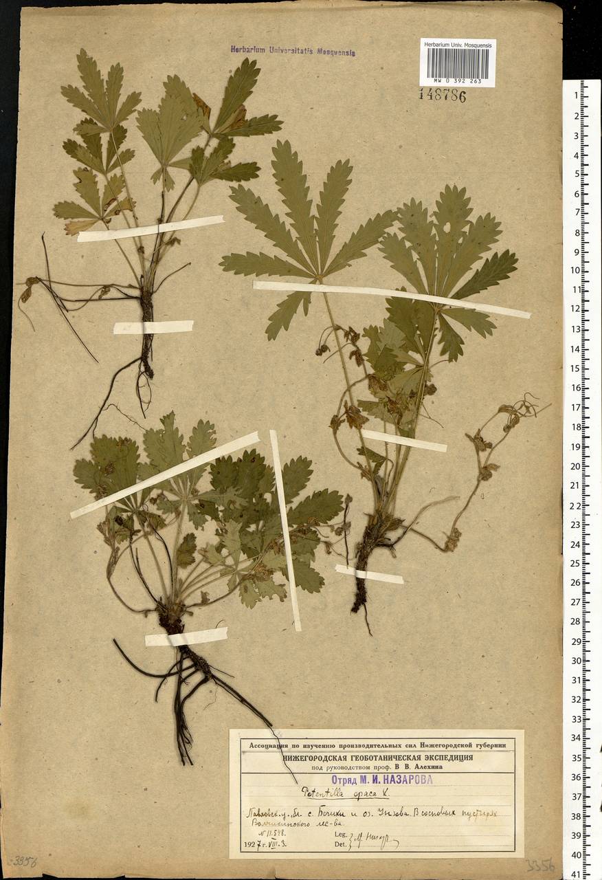 Potentilla heptaphylla L., Eastern Europe, Volga-Kama region (E7) (Russia)