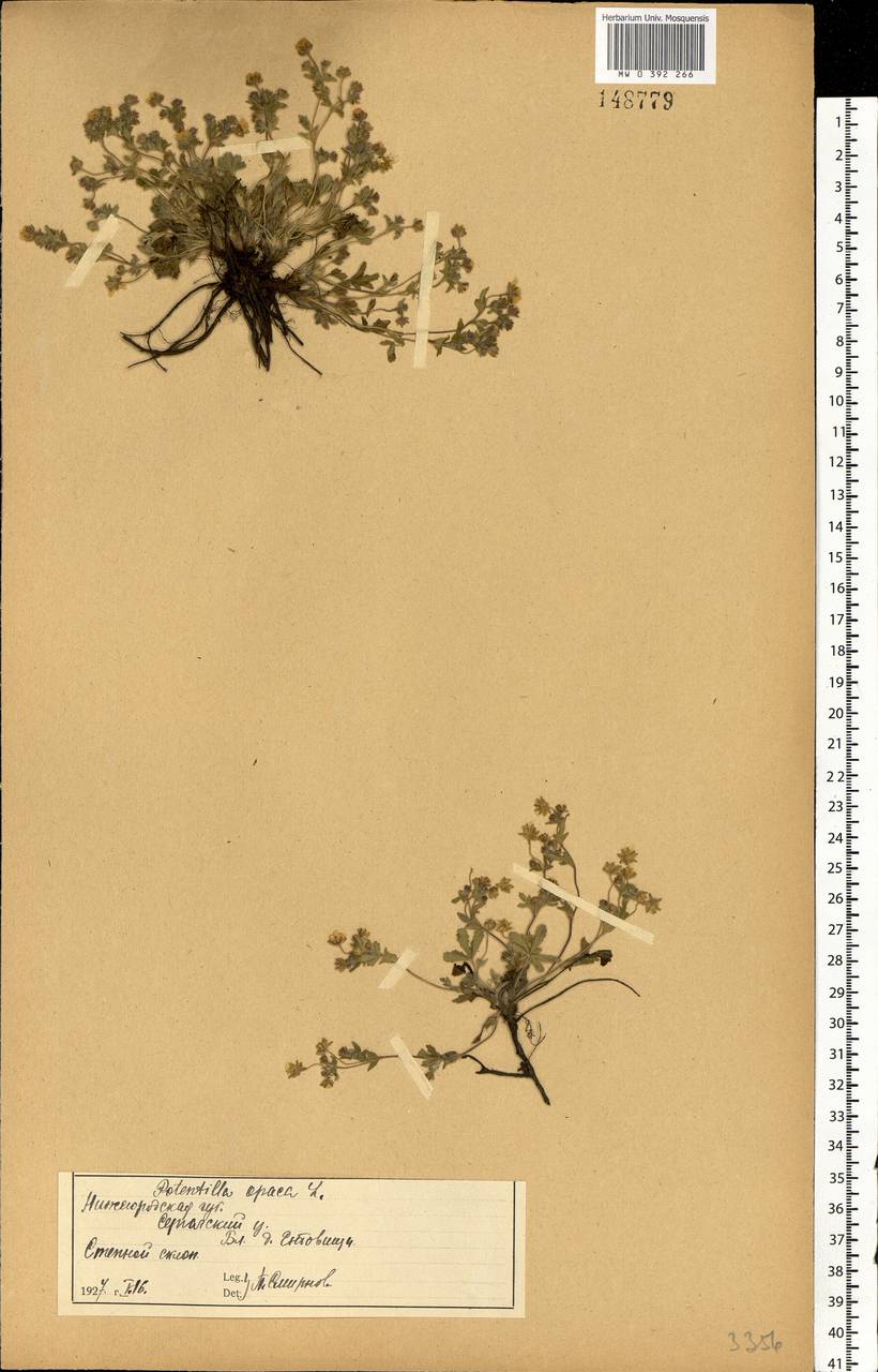 Potentilla heptaphylla L., Eastern Europe, Volga-Kama region (E7) (Russia)