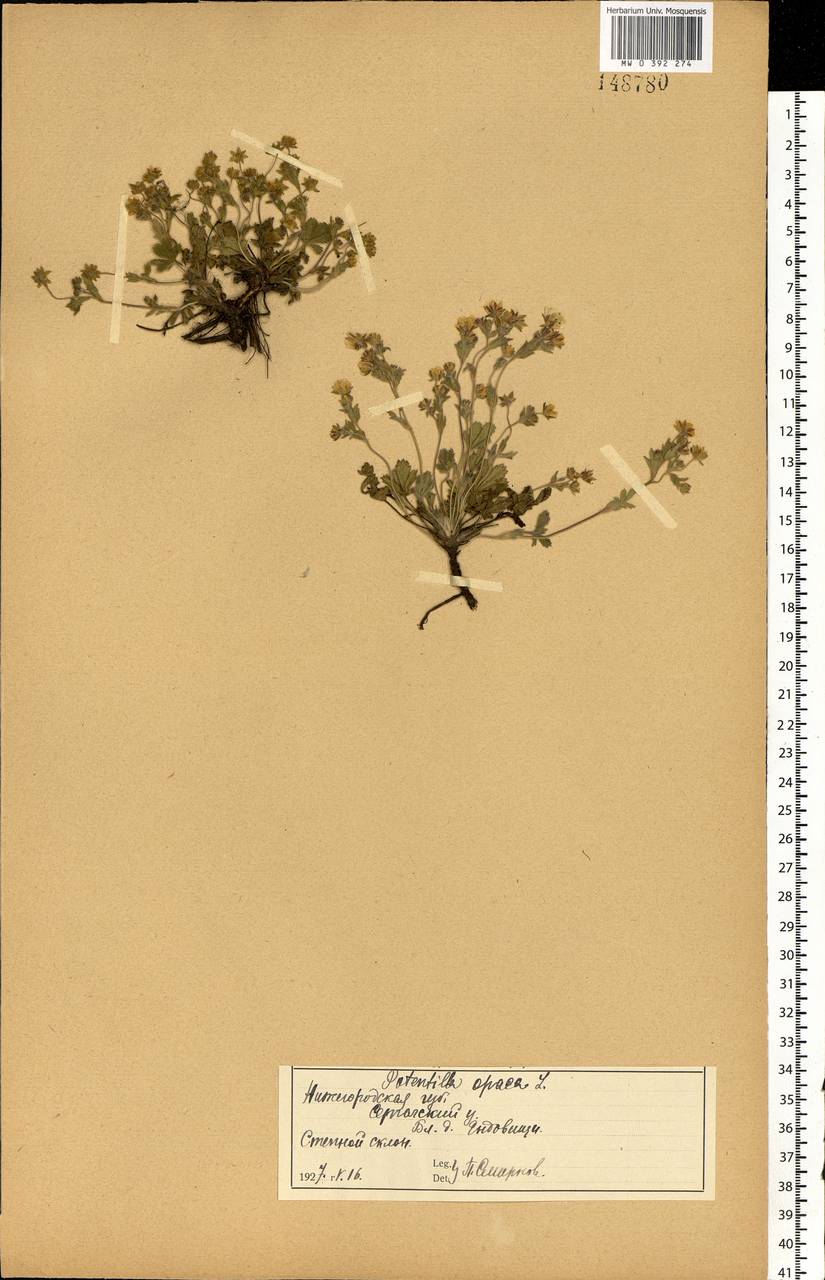 Potentilla heptaphylla L., Eastern Europe, Volga-Kama region (E7) (Russia)