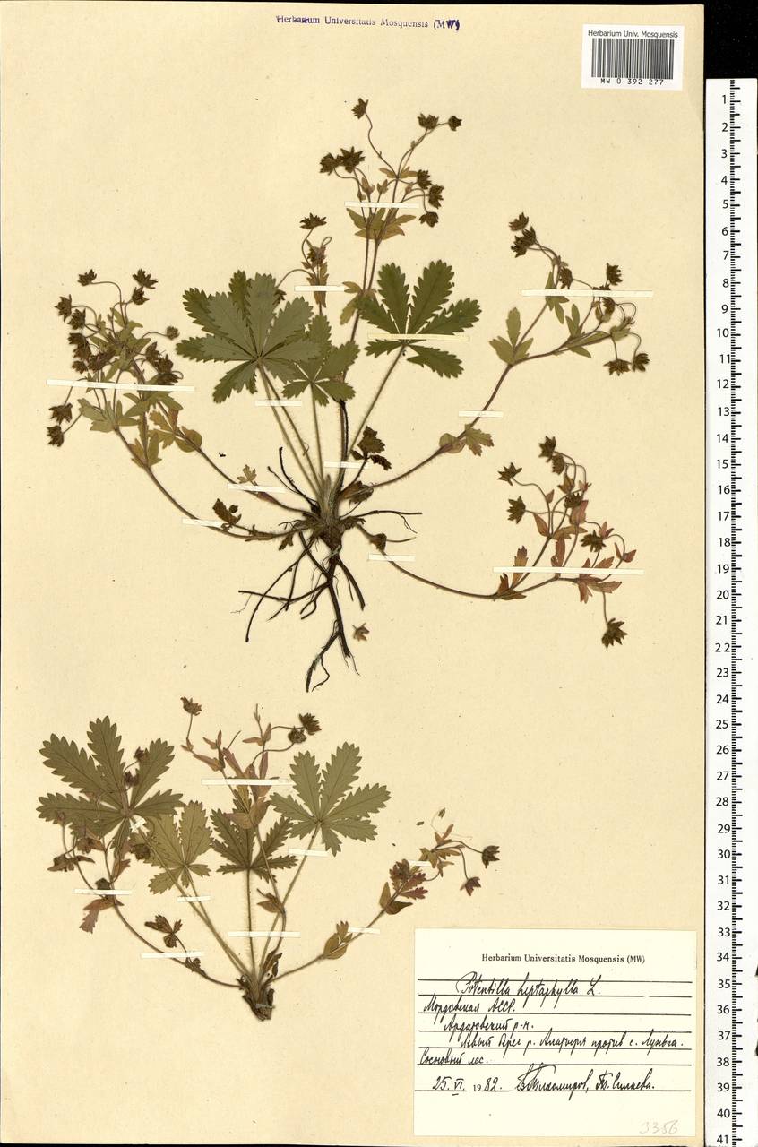 Potentilla heptaphylla L., Eastern Europe, Middle Volga region (E8) (Russia)