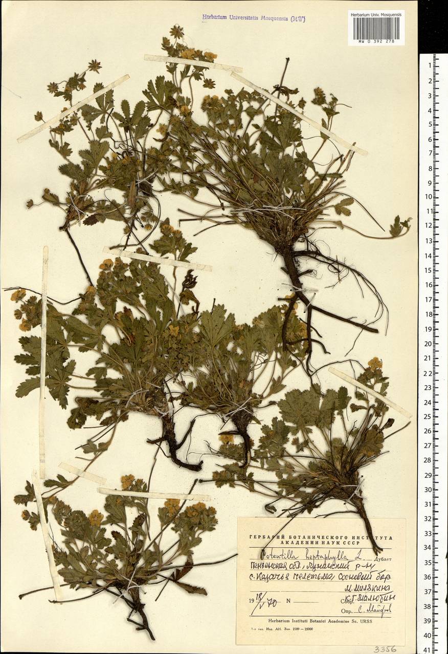 Potentilla heptaphylla L., Eastern Europe, Middle Volga region (E8) (Russia)