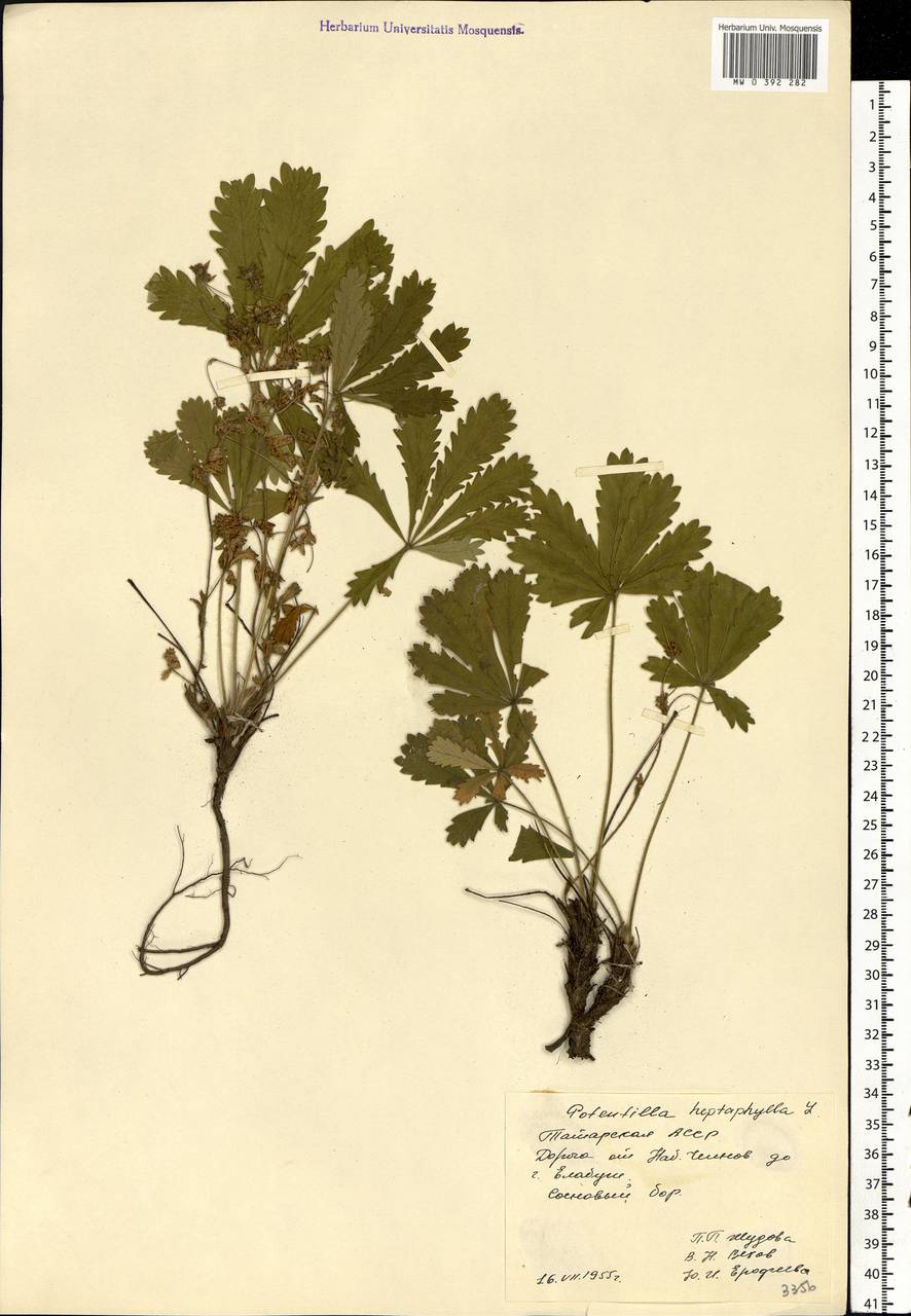 Potentilla heptaphylla L., Eastern Europe, Middle Volga region (E8) (Russia)