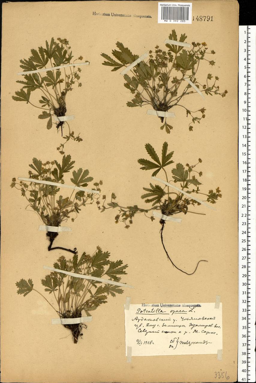 Potentilla heptaphylla L., Eastern Europe, Middle Volga region (E8) (Russia)