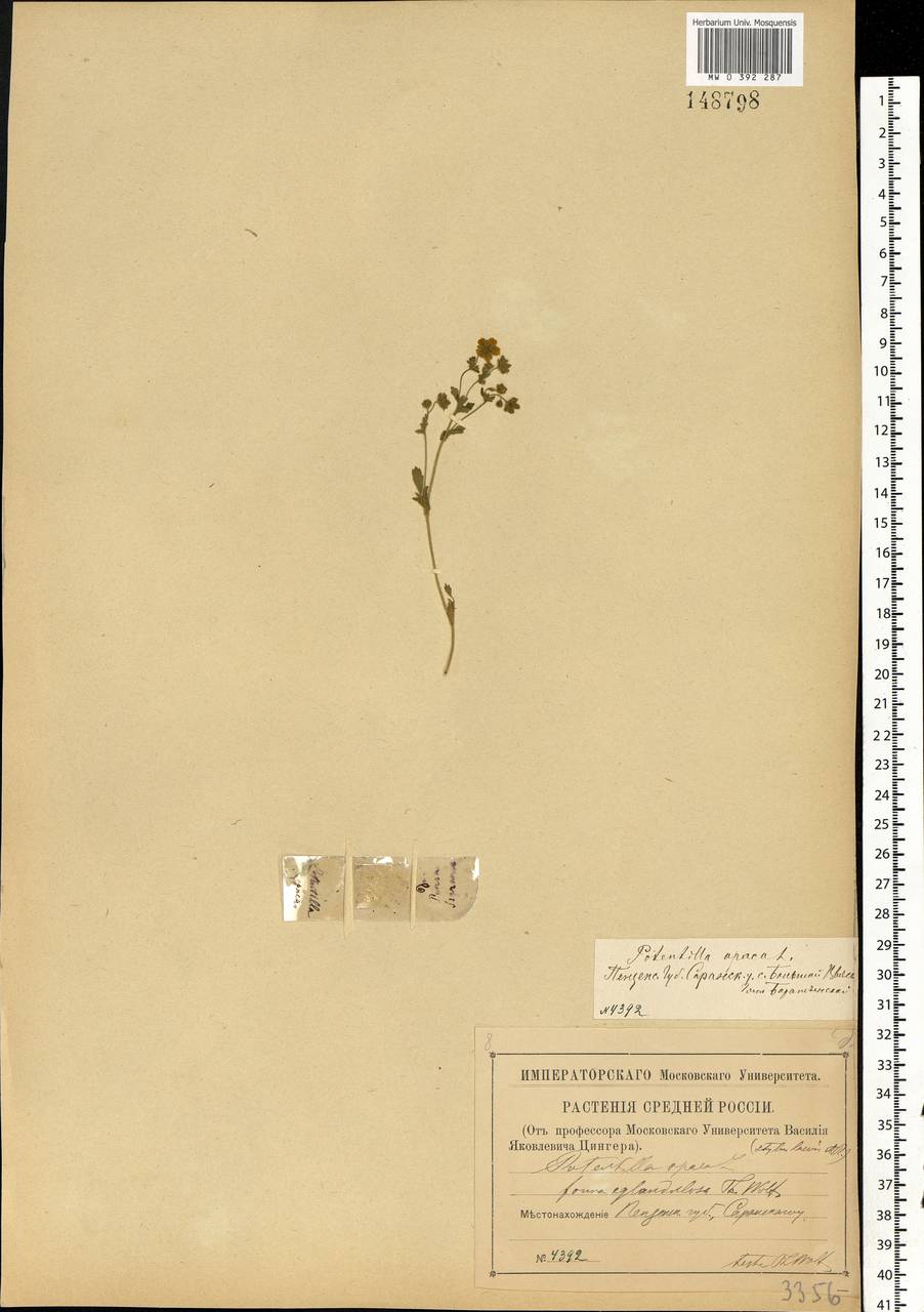 Potentilla heptaphylla L., Eastern Europe, Middle Volga region (E8) (Russia)