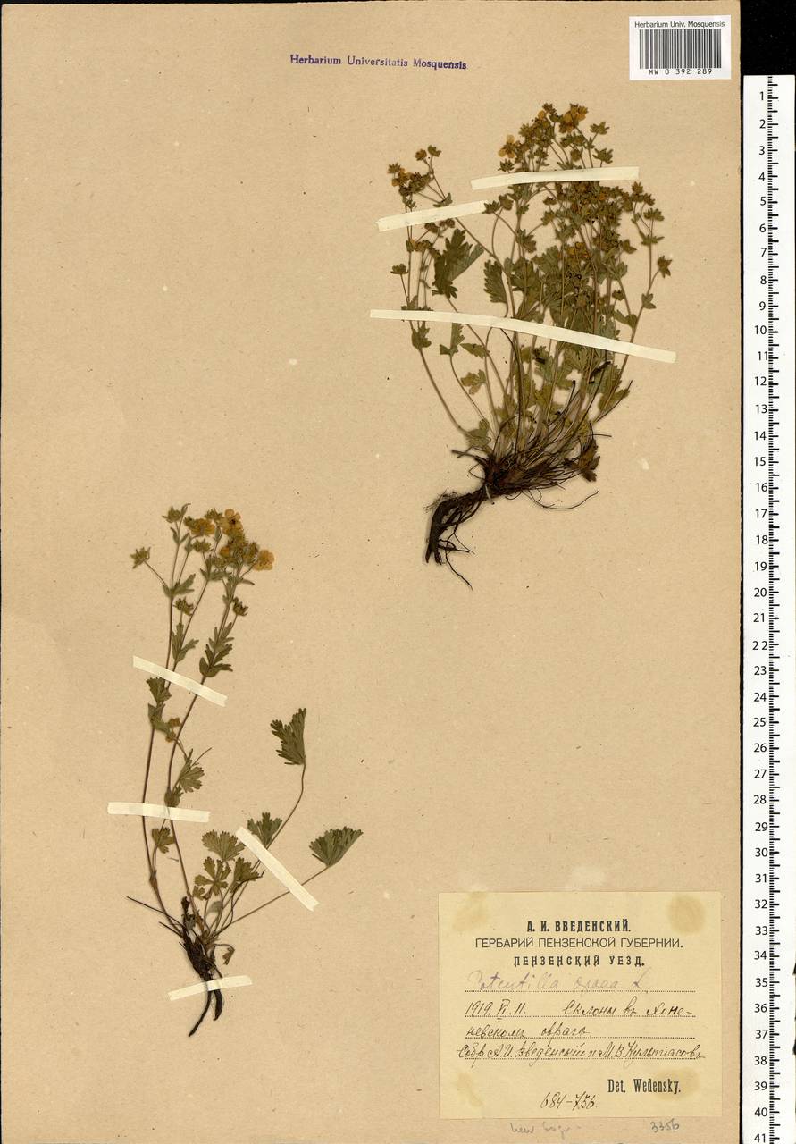 Potentilla heptaphylla L., Eastern Europe, Middle Volga region (E8) (Russia)