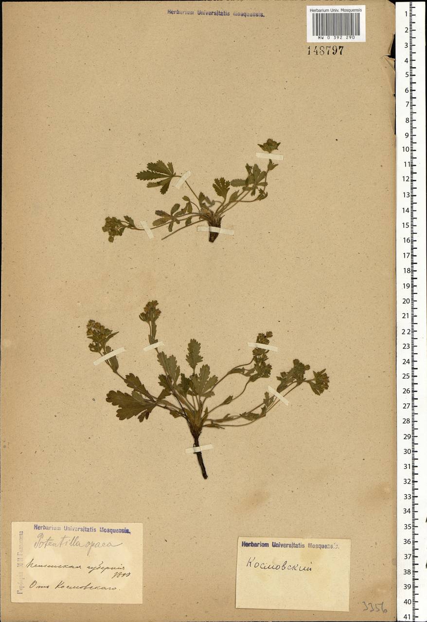 Potentilla heptaphylla L., Eastern Europe, Middle Volga region (E8) (Russia)