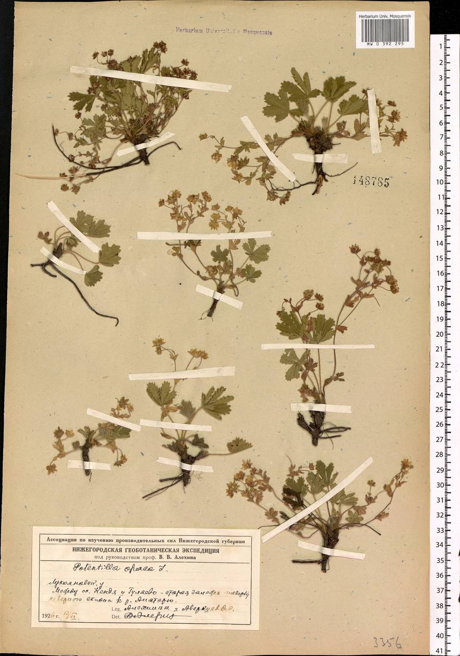 Potentilla heptaphylla L., Eastern Europe, Middle Volga region (E8) (Russia)