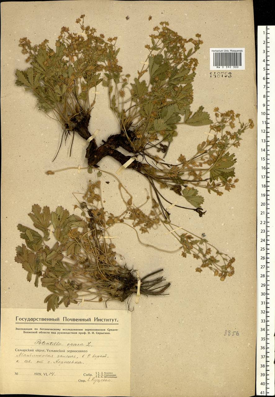 Potentilla heptaphylla L., Eastern Europe, Middle Volga region (E8) (Russia)