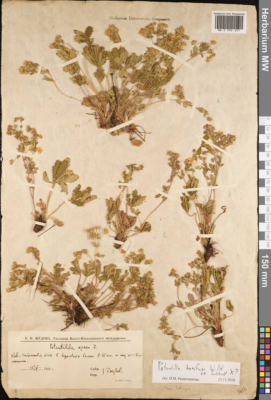Potentilla humifusa Willd., Eastern Europe, Lower Volga region (E9) (Russia)