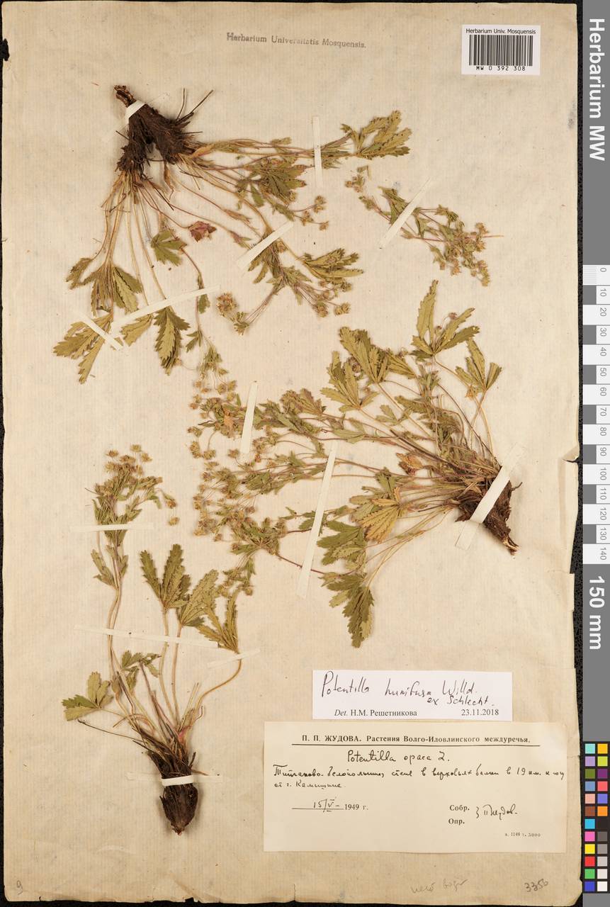 Potentilla humifusa Willd., Eastern Europe, Lower Volga region (E9) (Russia)