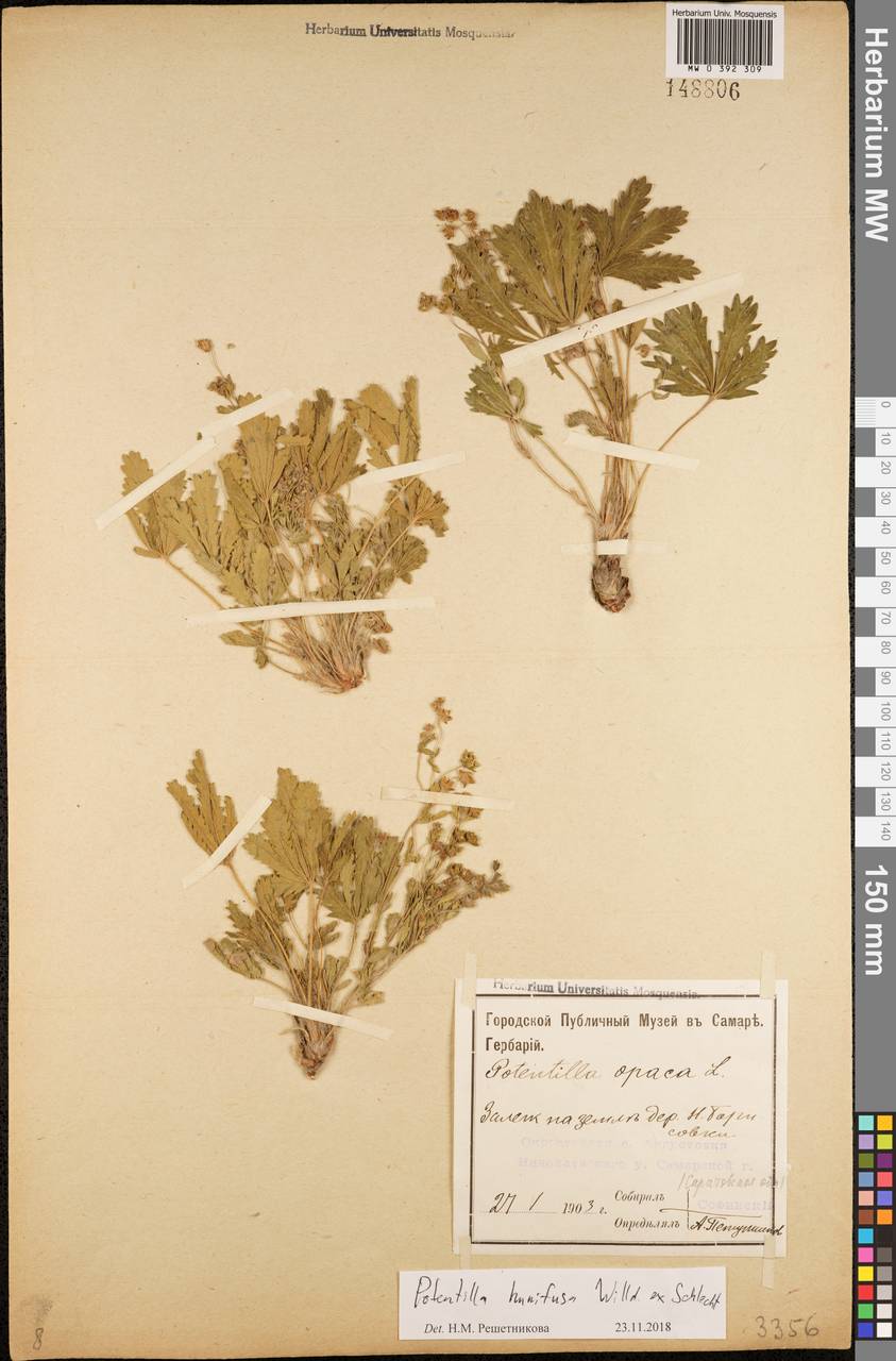 Potentilla humifusa Willd., Eastern Europe, Middle Volga region (E8) (Russia)
