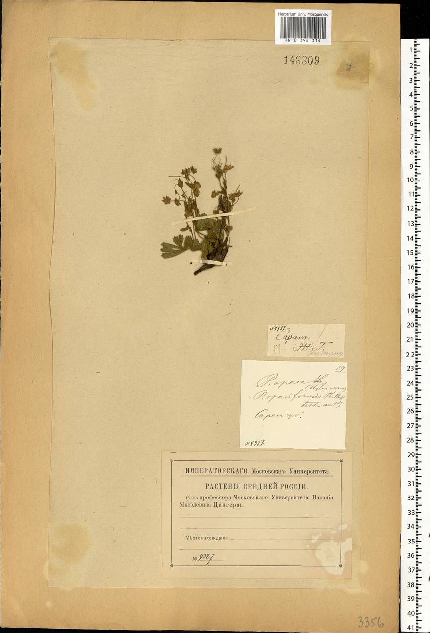 Potentilla heptaphylla L., Eastern Europe, Lower Volga region (E9) (Russia)