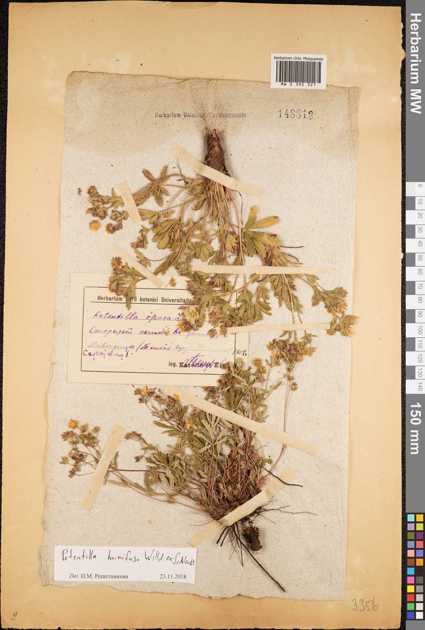 Potentilla humifusa Willd., Eastern Europe, Lower Volga region (E9) (Russia)