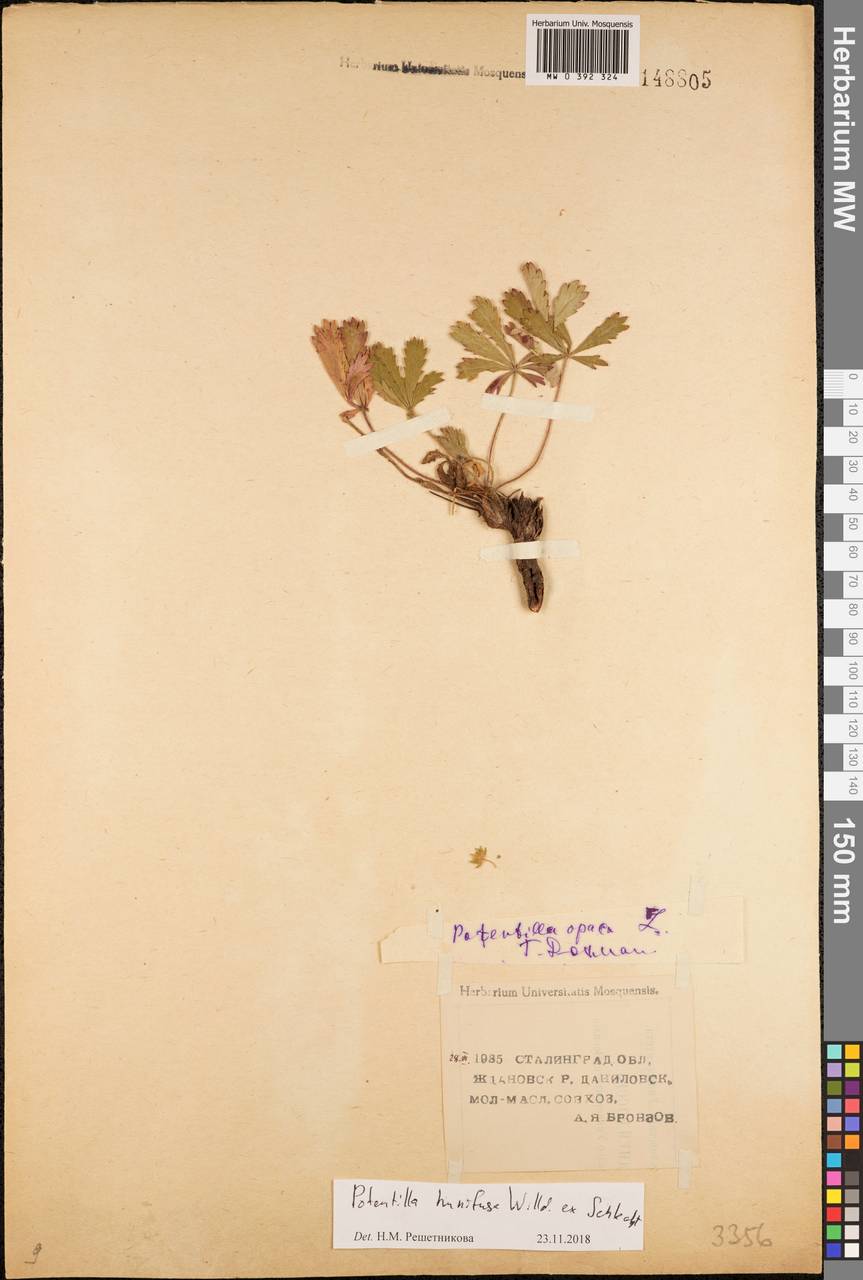 Potentilla humifusa Willd., Eastern Europe, Lower Volga region (E9) (Russia)