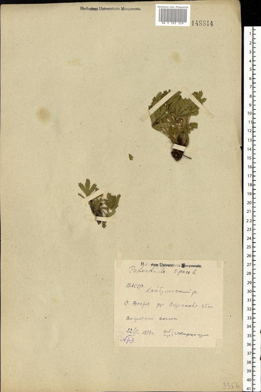 Potentilla heptaphylla L., Eastern Europe, Eastern region (E10) (Russia)