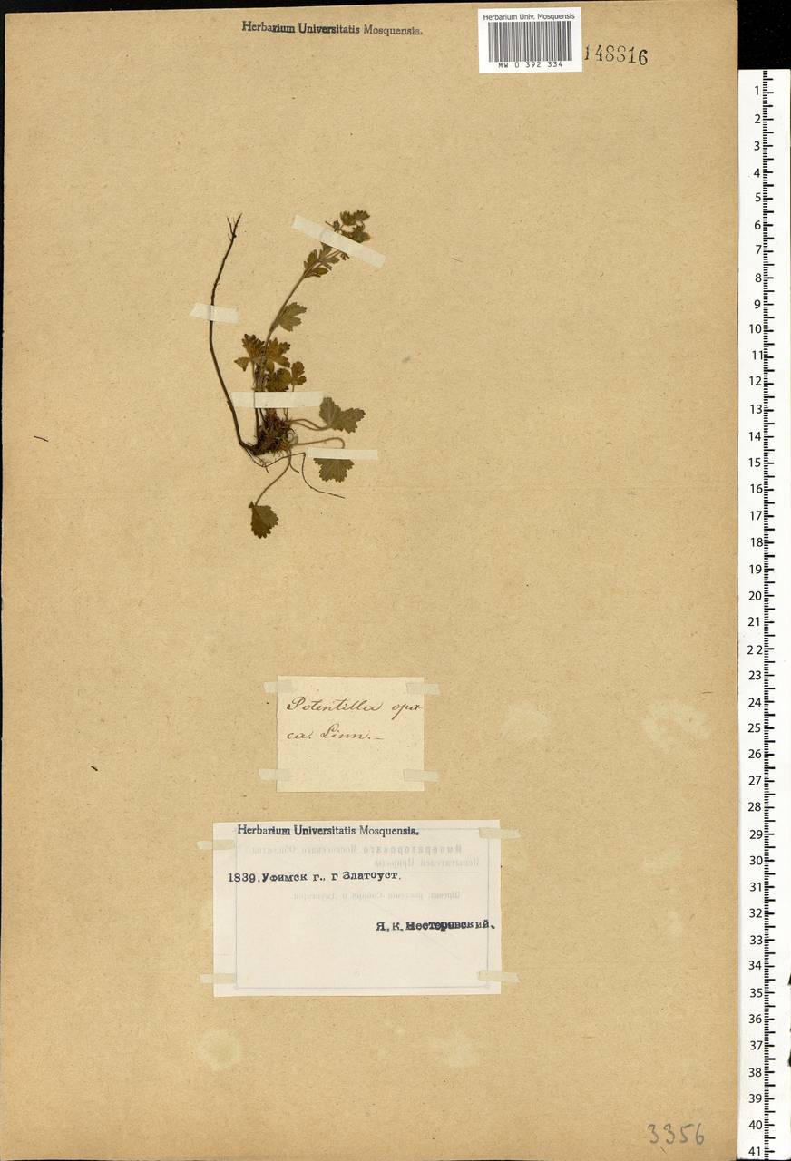 Potentilla heptaphylla L., Eastern Europe, Eastern region (E10) (Russia)