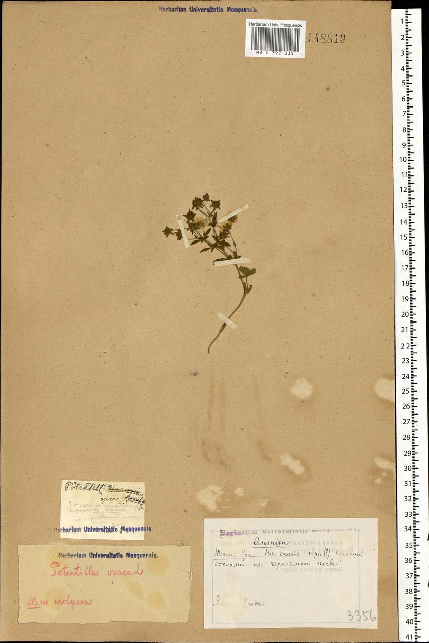 Potentilla heptaphylla L., Eastern Europe, Eastern region (E10) (Russia)