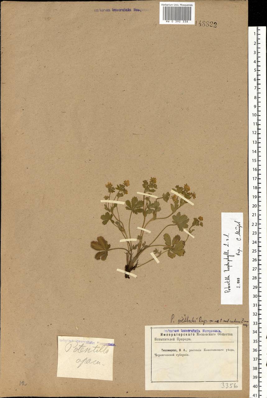 Potentilla heptaphylla L., Eastern Europe, North Ukrainian region (E11) (Ukraine)