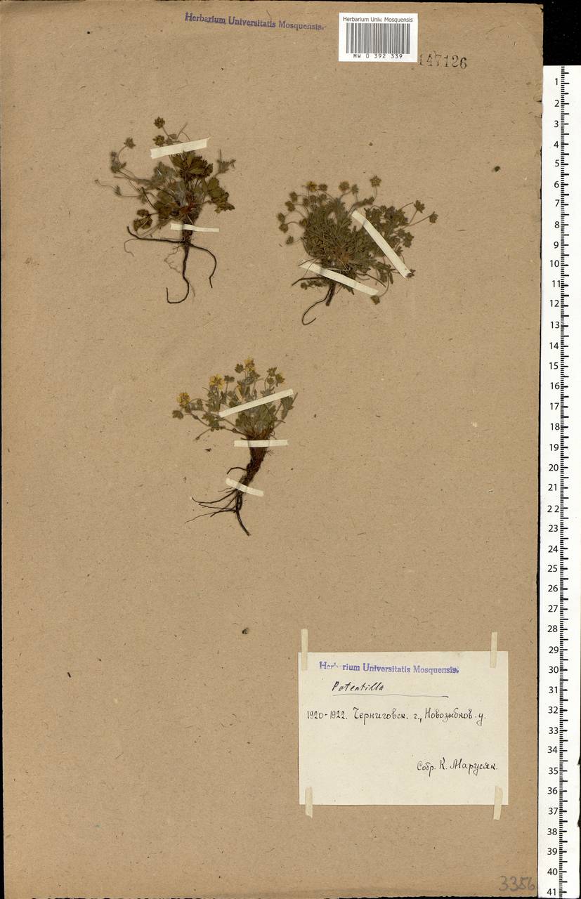 Potentilla heptaphylla L., Eastern Europe, Western region (E3) (Russia)