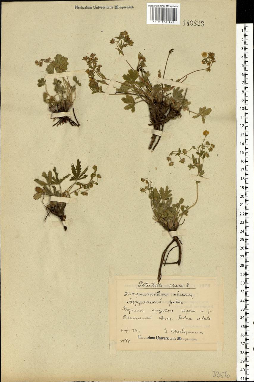 Potentilla heptaphylla L., Eastern Europe, South Ukrainian region (E12) (Ukraine)
