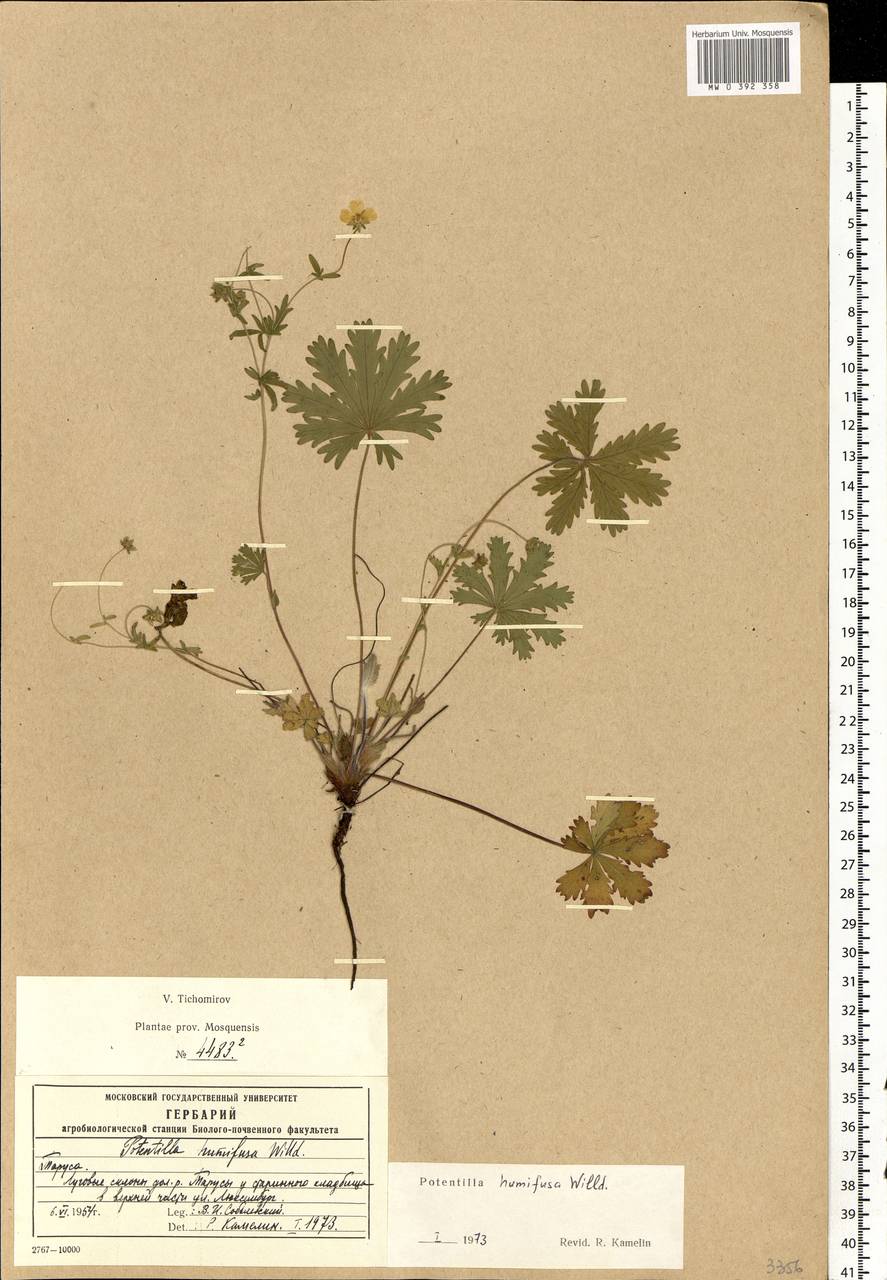 Potentilla humifusa Willd., Eastern Europe, Central region (E4) (Russia)