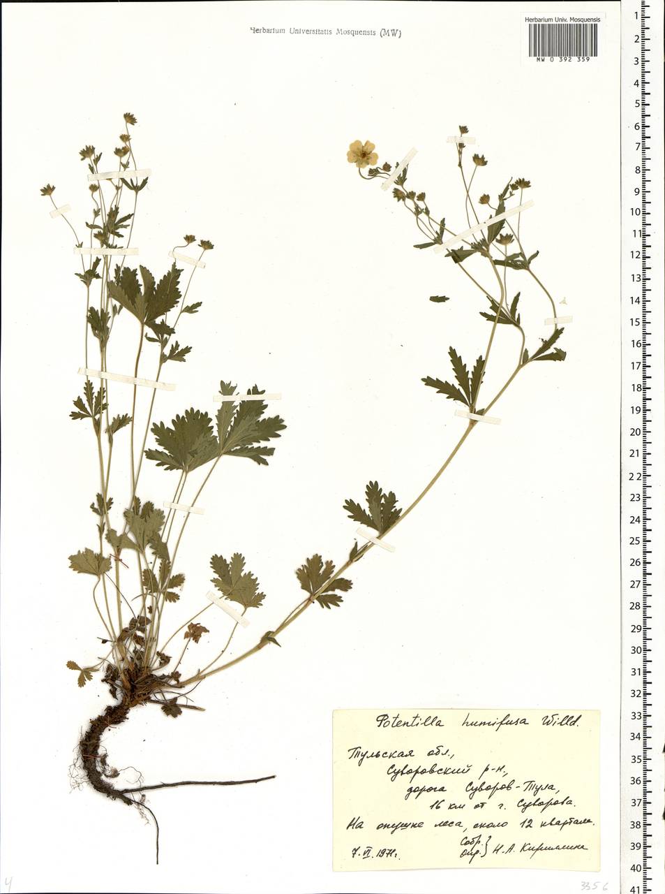 Potentilla humifusa Willd., Eastern Europe, Central region (E4) (Russia)