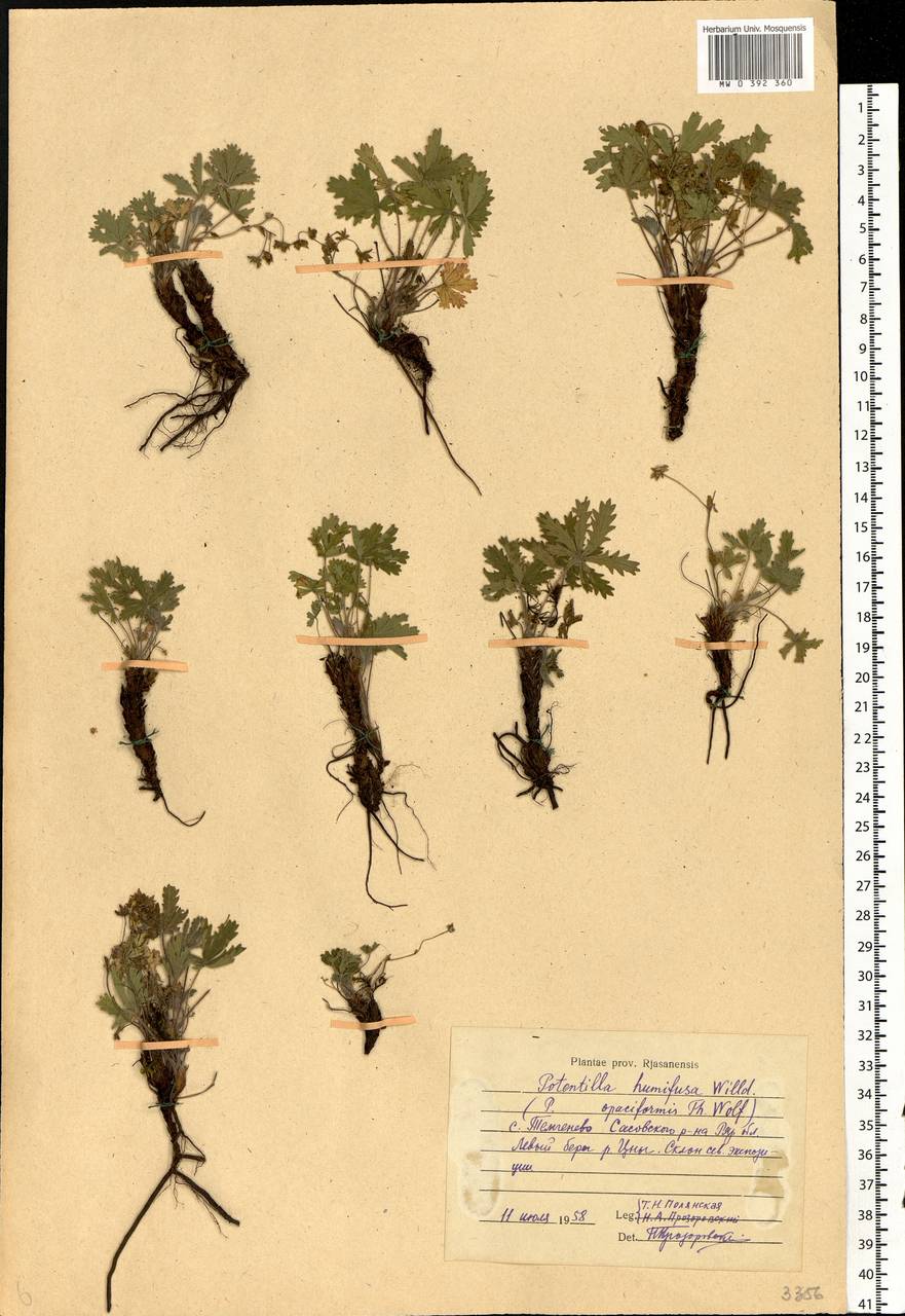 Potentilla humifusa Willd. ex D. F. K. Schltdl., Eastern Europe, Central region (E4) (Russia)