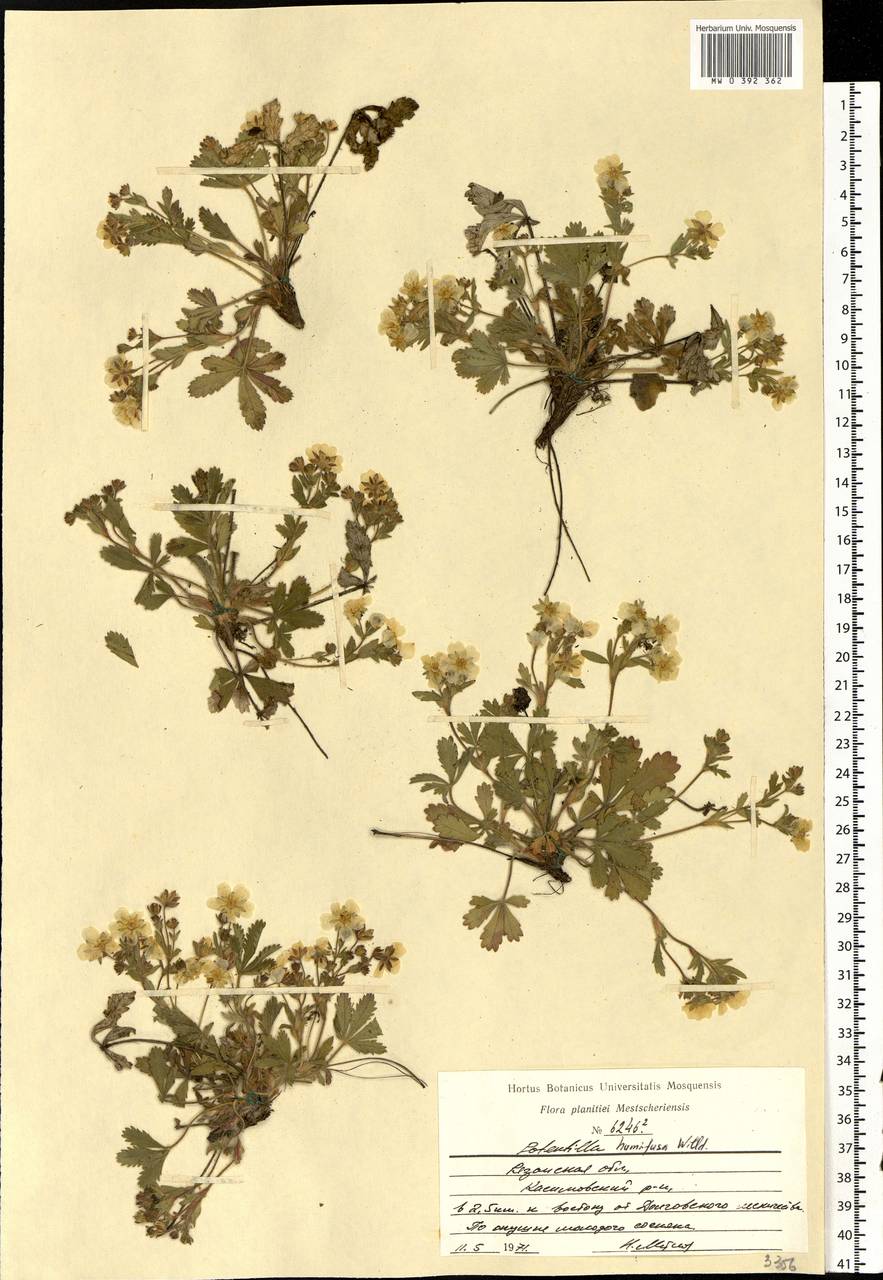 Potentilla humifusa Willd., Eastern Europe, Central region (E4) (Russia)