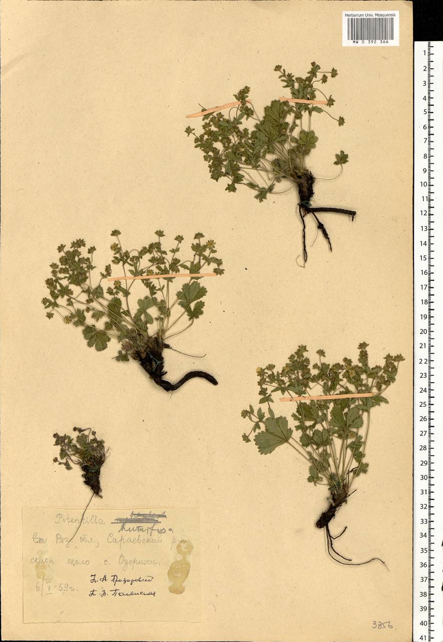 Potentilla humifusa Willd., Eastern Europe, Central region (E4) (Russia)