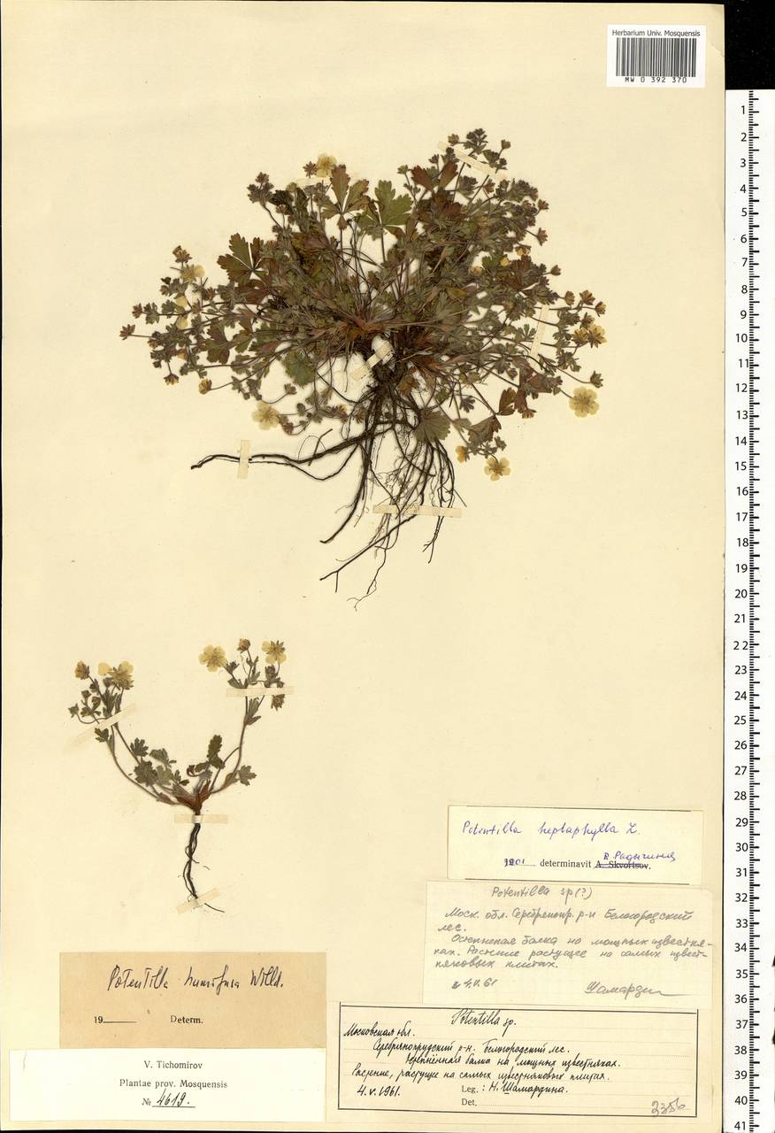 Potentilla humifusa Willd., Eastern Europe, Moscow region (E4a) (Russia)