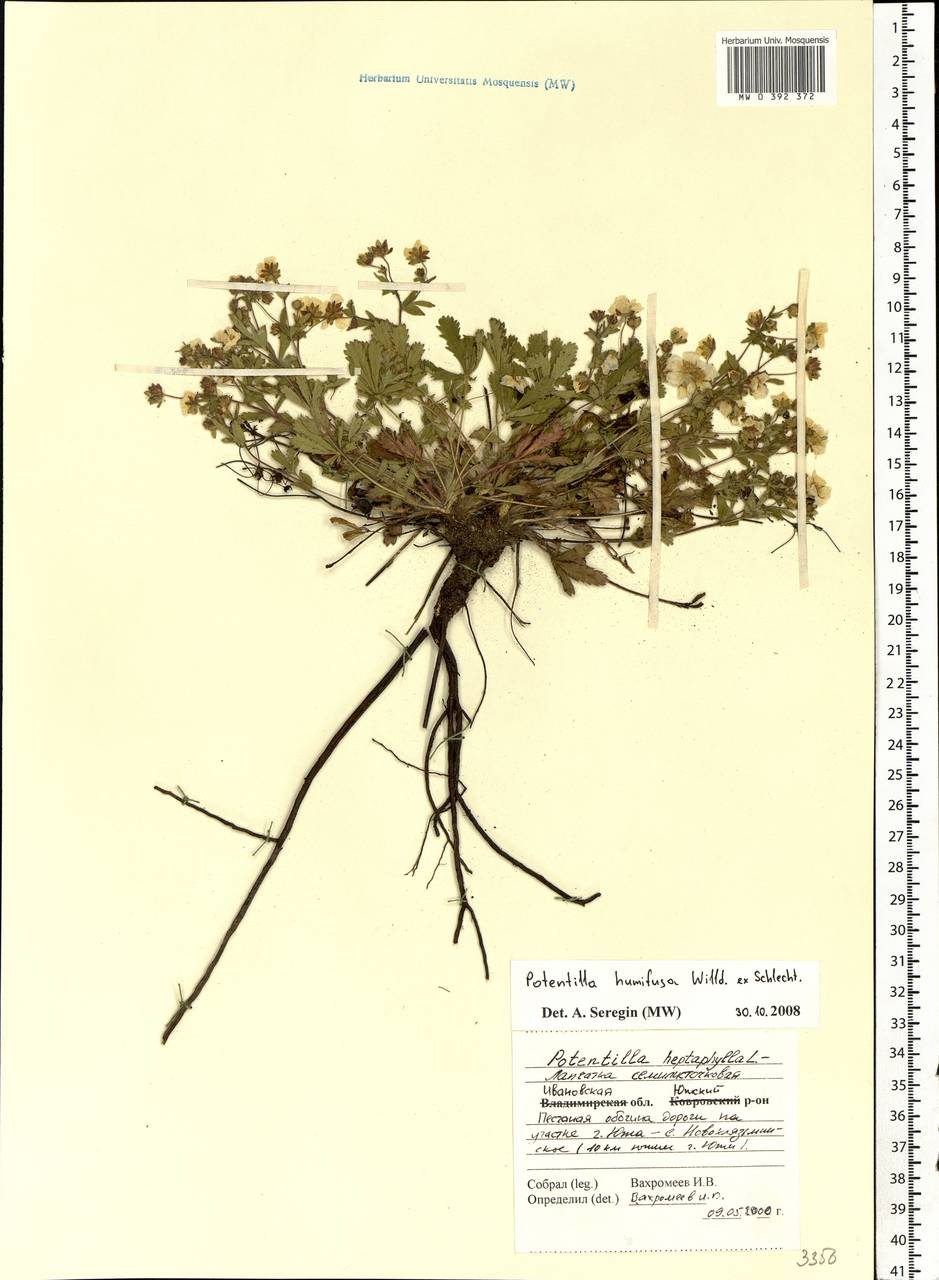 Potentilla humifusa Willd., Eastern Europe, Central forest region (E5) (Russia)
